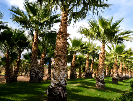 palm alley and green trimmed lawn Egypt Sharm El Sheikhの写真素材