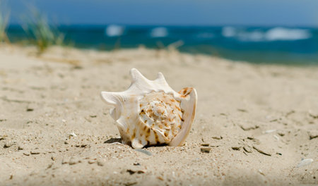 large huge ocean shell with spikes on yellow sand against a the
