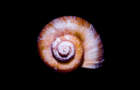 oceanic shell entirely on a black background