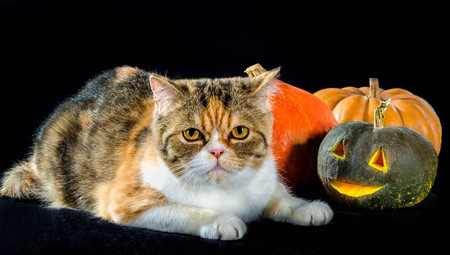 cat of Persian breed sits next to bright colorful Jack-o'-lantern Halloween pumpkins on a black backgroundの写真素材