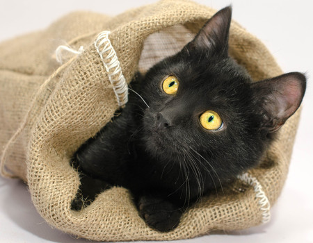 black with bright yellow eyes thrust its muzzle out of a sackcloth bagの写真素材