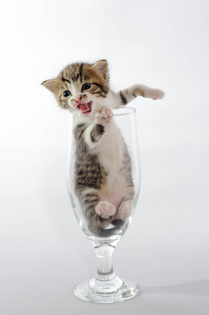 small blue-eyed kitten color tabby screams sitting in a clear beer glassの写真素材