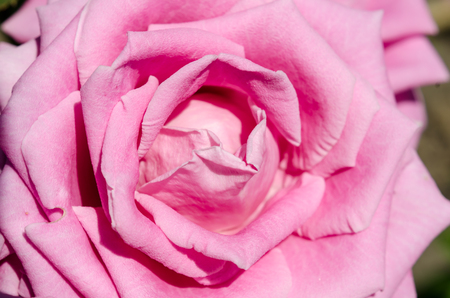 flower pink rose closeup macroの写真素材