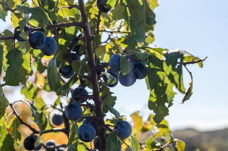 blue berries of wild blackthorn with green leaves against a blue sky
