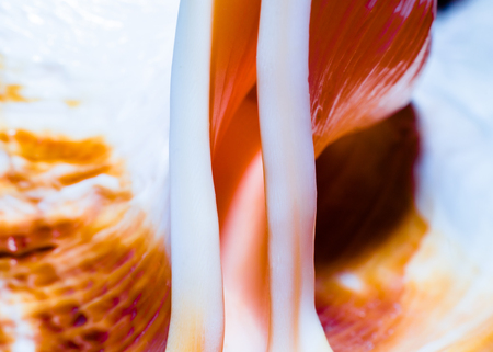 fragment of a large oceanic seashell abstract texture orange macro closeupの写真素材