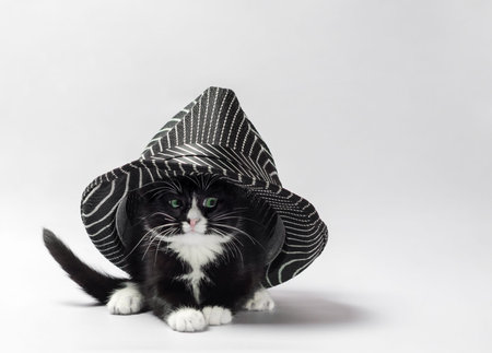 black kitten with white paws under a striped black hatの写真素材