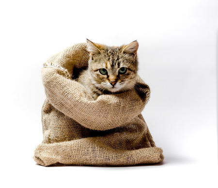 gray kitten with green eyes in a bag on a light backgroundの写真素材