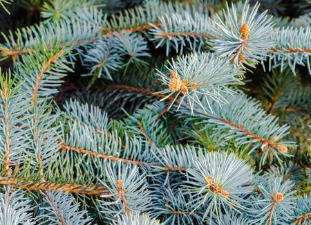 branches of spruce with green needles backgroundの写真素材