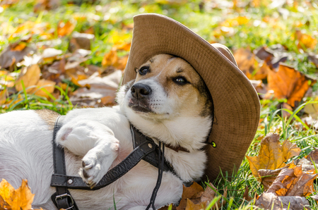 purebred fat dog lying on the yellow autumn leaves fallen, raisiの写真素材