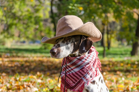 Dalmatian dog in a brown cowboy hat and plaid against the backgrの写真素材