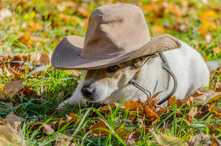 purebred fat dog lying on the yellow autumn leaves fallen, raisiの写真素材