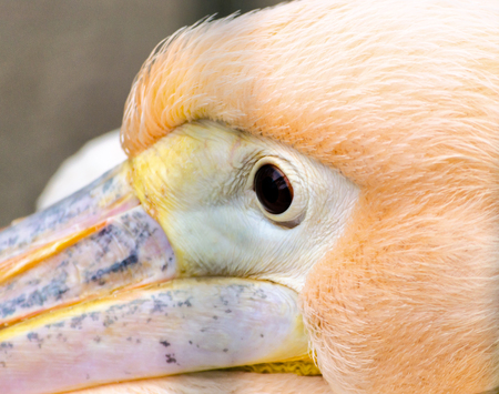 head eye and part of pink pelicans beak close upの写真素材