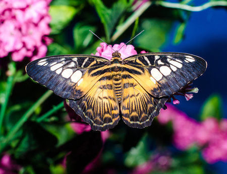 bright black yellow big butterfly sits spread its wings on a art