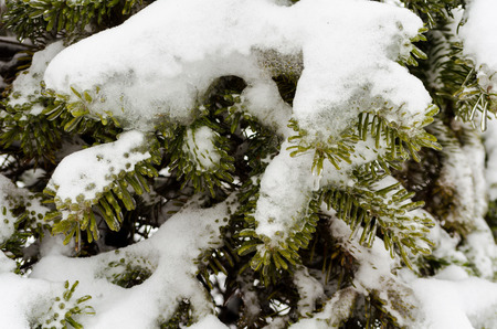 green fir branches in white snow and iceの写真素材