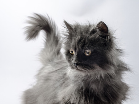 gray fluffy yellow-eyed puzzled evil cat with a tail in the shape of a question markの写真素材