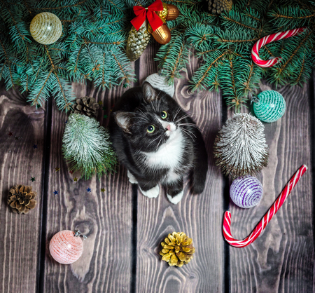 New year flat lay
black and white cat on a wooden floor with Christmas decorations and green fir branchesの写真素材
