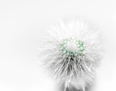 fluffy cactus with white spines macro on white background closeupの写真素材
