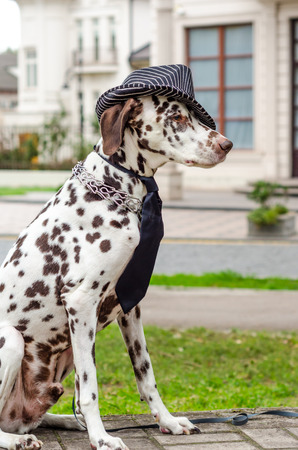 spotted Dalmatian dog in a striped hat and tie against the background of the buildingの写真素材