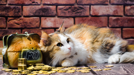 greed fluffy cat guarding a mountain of coins and piggy bankの写真素材