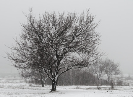 big tree without leaves on the background of bushes and trees in a snowy fieldの写真素材