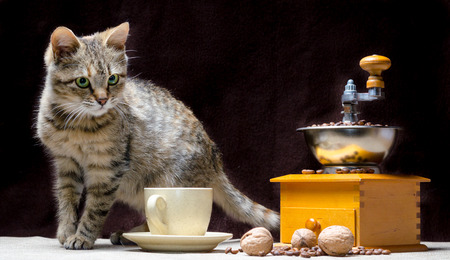 tabby color kitten on the table along with a coffee grinder a cup of grains and nutsの写真素材