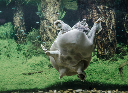 freshwater turtle chinese trionix swims under water close upの写真素材