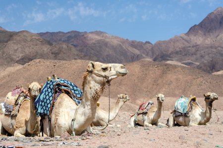 camels in rocky desert of Egypt Dahab South Sinaiの写真素材