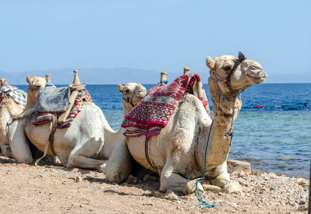 portrait of camel close up  on coast of sea in Egypt Dahab South Sinaiの写真素材