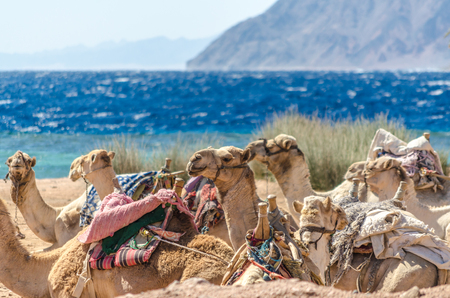 caravan lying camels in Egypt Dahab South Sinaiの写真素材