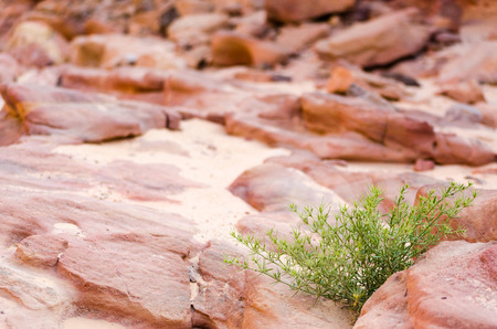 plant with green leaves on a background of rocks of a colored canyonの写真素材
