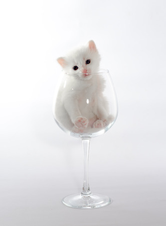 white color kitten sitting in a large wine glassの写真素材