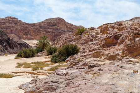 green palm trees in the desert among the mountains against the blue sky and clouds in Egypt Dahabの写真素材