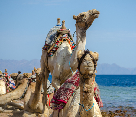 portrait of two camels close up  on coast of sea in Egypt Dahab South Sinaiの写真素材