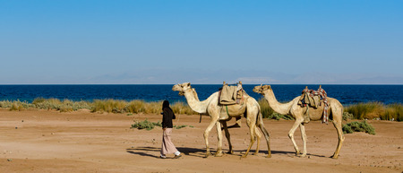 driver leads a herd of three camels along the coastの写真素材