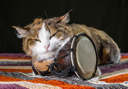 adult tricolor cat guards the Djembe drum on a colorful rugの写真素材