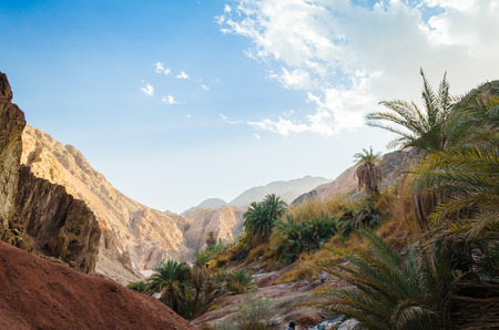 mountain landscape with palm trees and plants in the desert of Egyptの写真素材
