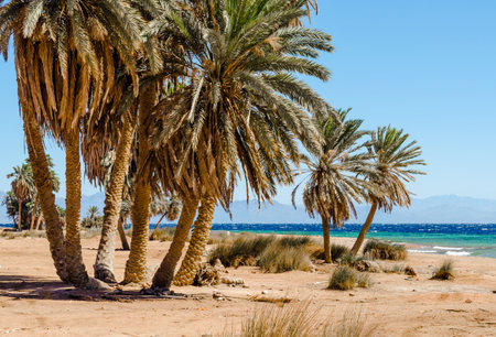 palm trees on the Red Sea in Egypt Dahab