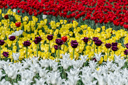 large blooming flower bed with red yellow and white holland multicolored hybrid tulipsの写真素材