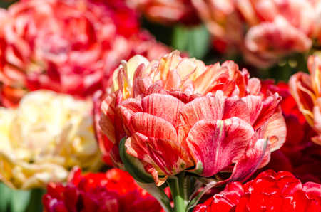 shaggy hybrid holland pink tulips close upの写真素材