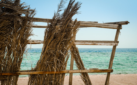 dry palm branches on the background of the sea and clear sky closeupの写真素材