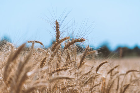 spikelets of wheat on a field on a farm against the backdrop of a clear blue sky
