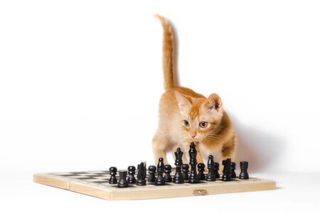 cute little red kitten and chess isolated on white background closeupの写真素材