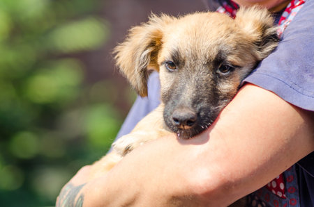 dog hugs a woman in a blue T-shirt holding a red mongrel puppy in her arms