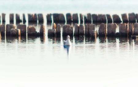 one bird a seagull on the water in the sea on the background of wooden posts in the waterの写真素材