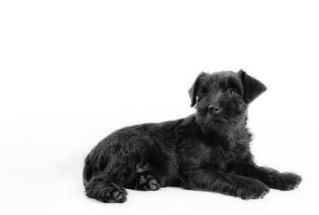 little black puppy breed miniature schnauzer on a white background close up isolatedの写真素材