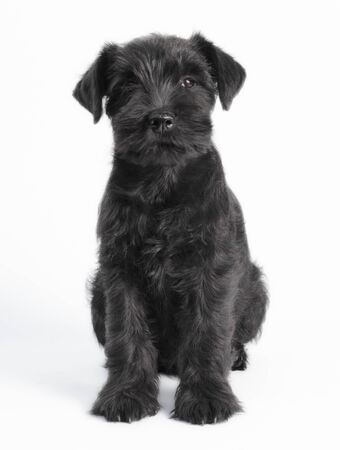 little black puppy breed miniature schnauzer on a white background close up isolatedの写真素材