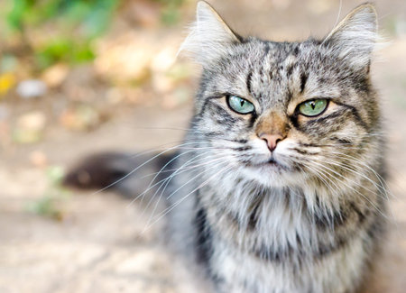 close-up portrait of a tabby cat with a very displeased face