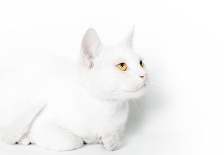 portrait of a white cat with yellow eyes closeup on a light backgroundの写真素材