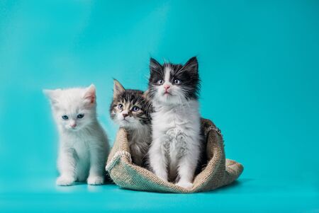 two fluffy kittens in a sack and one next to the bag on a turquoise backgroundの写真素材