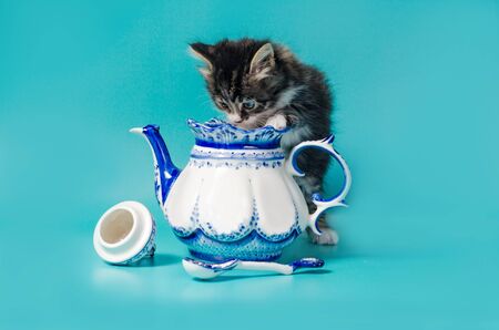fluffy tabby kitten peeks into a ceramic teapot on a turquoise backgroundの写真素材
